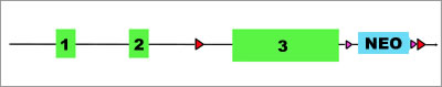 Image of Conditional Knock Out