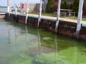 NOAA image of harmful algal bloom in Lake Erie taken on Sept. 15, 2006.