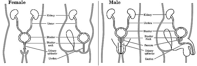 The Female Urinary Tract System [pictured on the left] shows the internal organs along the path urine follows to leave the body.  The image shows the placement of the Kidneys, Ureters, Bladder, Bladder Neck, Urinary Sphincter and Urethrea. The Male Urinary Tract System [pictured on the right] also shows the internal organs along the path urine follows to leave the body.  The image shows the placement of the Kidneys, Ureters, Bladder, Bladder Neck, Prostate, Urinary Spincter and Urethra.