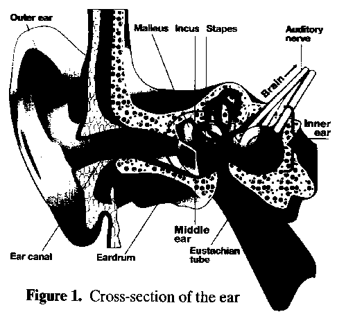 Image of the cross-section of the ear depicting the location of the: Outer ear, Ear canal, Ear drum, Middle ear, Malleus, Incus, Stapes, Eustacian tube, Inner ear and Auditory nerve.