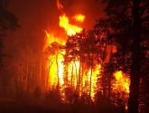 Fire in Coniferous Forest