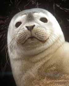 Harbor seal pup. Photo: NMFS