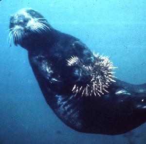 full body view of sea otter under water