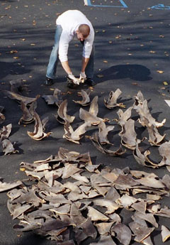 NOAA Office of Law Enforcement agent counting agger shark fins.