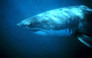 NOAA image of White Shark off the California coast.