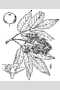 View a larger version of this image and Profile page for Sambucus racemosa L.