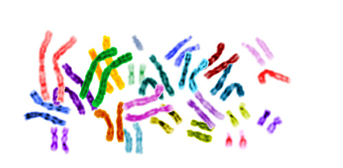 Human chromosomes, in color, on a white background