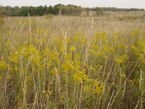 Flowering Goldenrod in the 81-acre tall grass prairie.