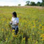 A volunteer collects prairie seeds surrounded by blossoming yellow goldenrod.