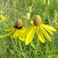 Two bright yellow flowers in a green field.