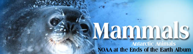 Banner - antarctic animals - mammals