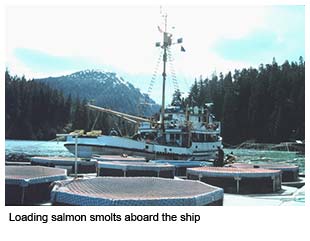 Loading salmon smolts onto the Cobb