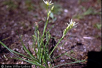 Photo of Nothoscordum bivalve (L.) Britton