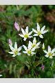 View a larger version of this image and Profile page for Nothoscordum bivalve (L.) Britton