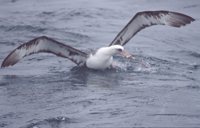 albatross on baited hook.
