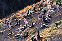 shorttailed albatross.