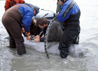 Scientists tagging a beluga whale in Cook Inlet near Anchorage.