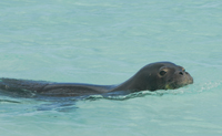 Northwestern Hawaiian Islands monk seal.