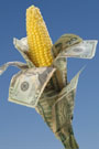 An ear of corn with husk made of money.