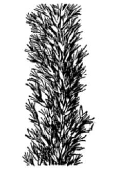 Line Drawing of Pappophorum bicolor Fourn.