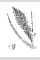 View a larger version of this image and Profile page for Phragmites australis (Cav.) Trin. ex Steud.