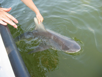 Sandbar shark.