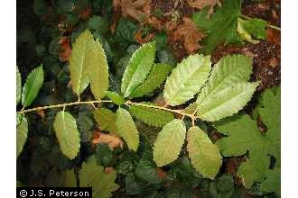 Photo of Lithocarpus densiflorus (Hook. & Arn.) Rehder