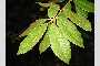 View a larger version of this image and Profile page for Lithocarpus densiflorus (Hook. & Arn.) Rehder