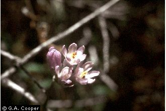 Photo of Dichelostemma capitatum (Benth.) Alph. Wood ssp. pauciflorum (Torr.) G. Keator