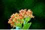 View a larger version of this image and Profile page for Asclepias tuberosa L.