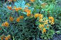 View a larger version of this image and Profile page for Asclepias tuberosa L.