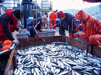 Herring caught during an acoustic trawl survey of Lynn Canal in Southeast Alaska.