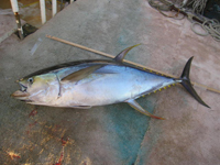 Yellowfin tuna.