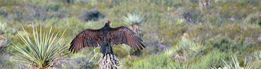 Turkey vulture drying its wings