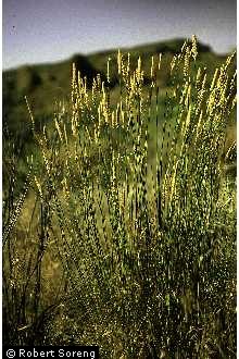 Photo of Agropyron desertorum (Fisch. ex Link) Schult.