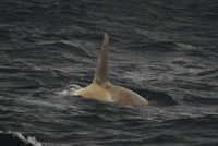 White killer whale. H Fernbach, NMML, NMFS permit 782-1719.