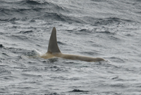 White killer whale. H Fernbach, NMML, NMFS permit 782-1719.