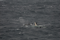 White killer whale with pod off Alaska's Aleutian Islands. H Fernbach, NMML, NMFS permit 782-1719.