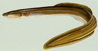 American eel.