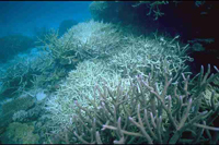 Bleached coral reef.