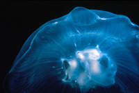 Moon jellyfish.