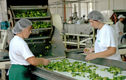 Cucumbers on their way to becoming pickles at Vegafruit’s flagship production facility in Gracanica, Bosnia.