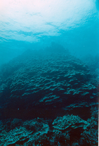 kealakekhua Bay coral colony.