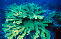 elkhorn coral.