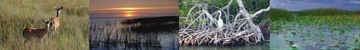 South Florida Ecosystem Restoration Task Force