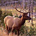 A bull elk with velvet antlers.