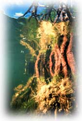 Underwater picture of mangrove roots