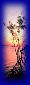 [Image of sunset behind mangrove]
