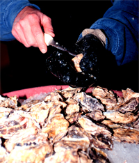 shucking oysters.