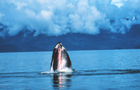 humpback whale.